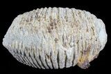 Cretaceous Fossil Oyster (Rastellum) - Madagascar #69643-2